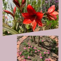 アマリリス,タピアン,レンガ,手作りの庭,花のある暮らしの画像