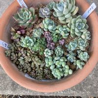 多肉植物,多肉カット苗,多肉よありがとう,つぶつぶ屋,お日さまに感謝☀️の画像
