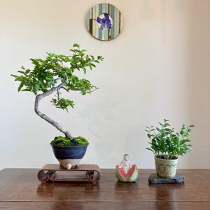 イボタ,イボタ,ヒメイズイ,ヒメイズイ,盆栽の画像