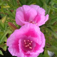 ゴデチア,種から,花のある暮らし,ピンクワールド,心に笑顔の花をの画像