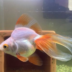 サンセベリア・ロリダ,サンスベリア ロリダ,多肉植物,塊根植物,金魚の画像