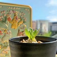 パキポディウム,恵比寿笑い,観葉植物,塊根植物,コーデックスの画像