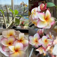 プルメリア,お花満開❤,ベランダの画像