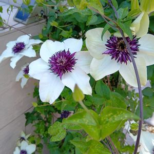 紫陽花 アジサイ あじさい,no green no life,GSに感謝。,エントランス,玄関の画像