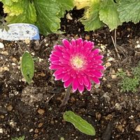 ガーベラ,花のある暮らしの画像