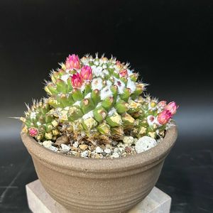 サボテン,多肉植物,観葉植物,塊根植物,コーデックスの画像