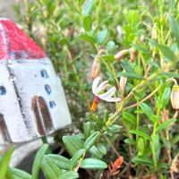 クランベリー,ナスタチウム,植物のある暮らし,ほしつながり,たいせつななかま♡の画像