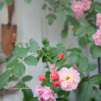 つるバラ コーネリア,お庭の花,バラ コーネリア,シェードガーデン,花のある暮らしの画像