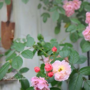 つるバラ コーネリア,お庭の花,バラ コーネリア,シェードガーデン,花のある暮らしの画像