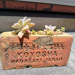多肉植物,アンティークレンガの画像