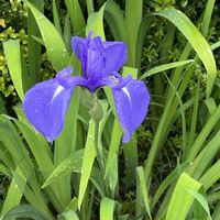 カキツバタ,シキミ,ボタン,ヤグルマソウ(矢車草),今日のお花の画像