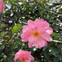 ばら バラ 薔薇,フェンス,庭の画像