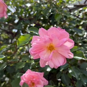 ばら バラ 薔薇,フェンス,庭の画像