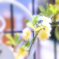 モッコウバラ,モッコウバラ,庭の花,かわいい♡,黄色の花の画像
