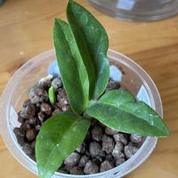 サトイモ科,ザミオクルカス,観葉植物,ハイドロカルチャー,室内管理の画像