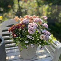 ダイアンサス,ペチュニア,マリーゴールド,ミニバラ　カーナハニーゴールド,寄せ植えの画像