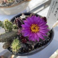 すみれ丸,多肉植物,サボテンの花,多肉病,玄関アプローチの画像