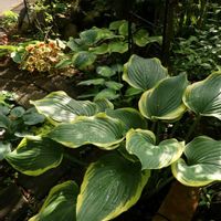 ギボウシ（ホスタ）,ホスタ ジューン,ホスタ ハルシオン,ホスタ・フレグラントブーケ,ホスタ フランシスウィリアムズの画像