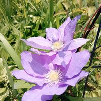 スズラン,シャクヤク（芍薬）,てっせん(クレマチス),バイクでキョロキョロ花散歩,めずらしいつゆ草の画像