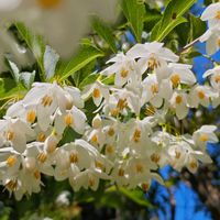 エゴノキ,木の花,里山の画像