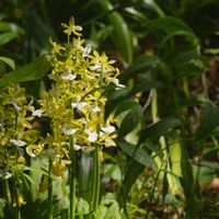 エビネ,植物園,山野草,野草,野草園の画像