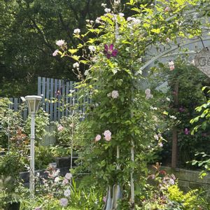 クレマチス,お庭,無農薬,お花のある暮らし,ばら バラ 薔薇の画像