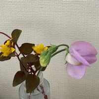 スイートピー,リシマキア,花のある暮らし,リビング・ダイニングの画像