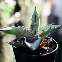 チタノタ ブルー,アガベ チタノタ ブルー,多肉植物,アガベ属,テラスの画像