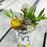 多肉植物,多肉寄せ植えの画像