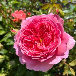 プリンセスアレキサンドラオブケント,良い香り,花のある暮らし,色あざやか,バラを楽しむの画像