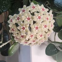 ホヤ・マチルダ,ホヤ♡,多肉植物の画像