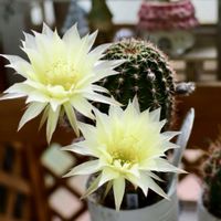 サボテン,レモンベール,多肉植物,サボテンの花,すーちゃんのサボテンの画像
