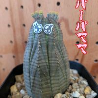 オベサ,ユーフォルビア,バーバパパ,フォントで遊ぼ( ¯෴¯ ),バーバママの画像