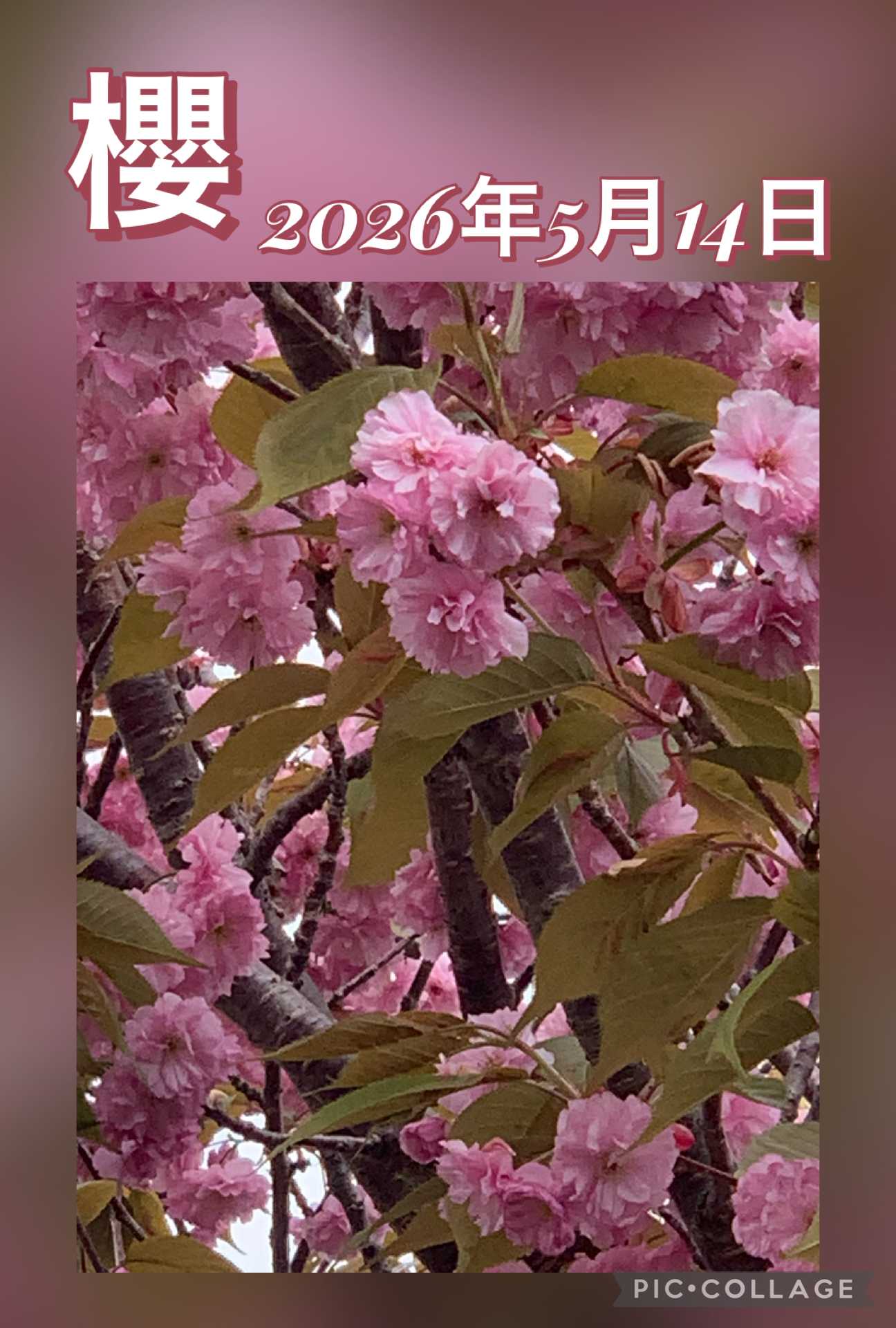サクラの投稿画像 by ✰ 貴Key ✰さん｜ピンクの花と花のある暮らしと
