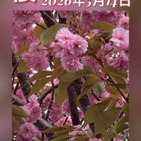 サクラ,ピンクの花,花のある暮らし,北海道,美しい花の画像