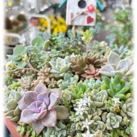 ミニバラ・グリーンアイス,多肉植物,多肉の寄せ植え,ベランダガーデン,多肉好きの画像