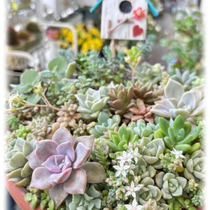 ミニバラ・グリーンアイス,多肉植物,多肉の寄せ植え,ベランダガーデン,多肉好きの画像