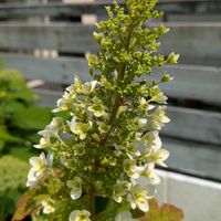 アナベル,額紫陽花(ガクアジサイ),柏葉紫陽花 （かしわばあじさい）の画像