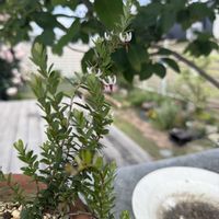 クランベリーの画像