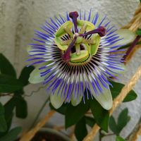トケイソウ,ばら バラ 薔薇,テラス,ベランダの画像