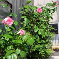 バラ,実家の庭,母の日プレゼント,かわいい花,お花に癒やされるの画像