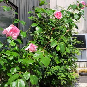 バラ,実家の庭,母の日プレゼント,かわいい花,お花に癒やされるの画像