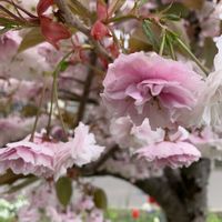 サクラ,ピンクの花,花散歩,花のある暮らし,北海道の画像