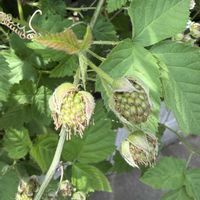 ブラックベリー,ガーデニング,野菜と果物の話,家庭菜園,その他エクステリアの画像