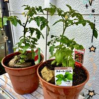 ミニトマト,スイート・バジル,花のある暮らし,緑のある暮らし,GSに感謝。の画像