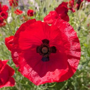 ヒナゲシ,虞美人草,雛芥子,グビジンソウ,雑草の画像