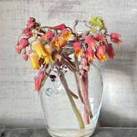 多肉の花,花瓶の画像