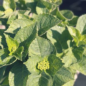 ナチュラルガーデン,ジャンクガーデン,花のある暮らし,緑のある暮らし,植中毒の画像