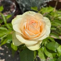 バラ,かわいい,花のある暮らし,華やか,ありがとう♡の画像