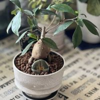 ガジュマル,ガジュマル,今日も笑顔で♡,チーム愛知,石の日の画像